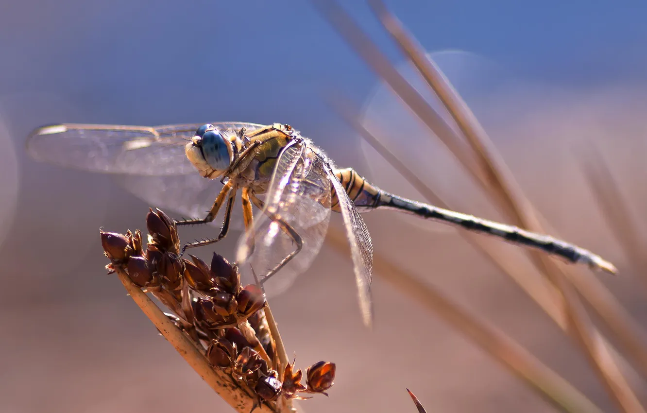 Photo wallpaper macro, dragonfly, insect, bokeh