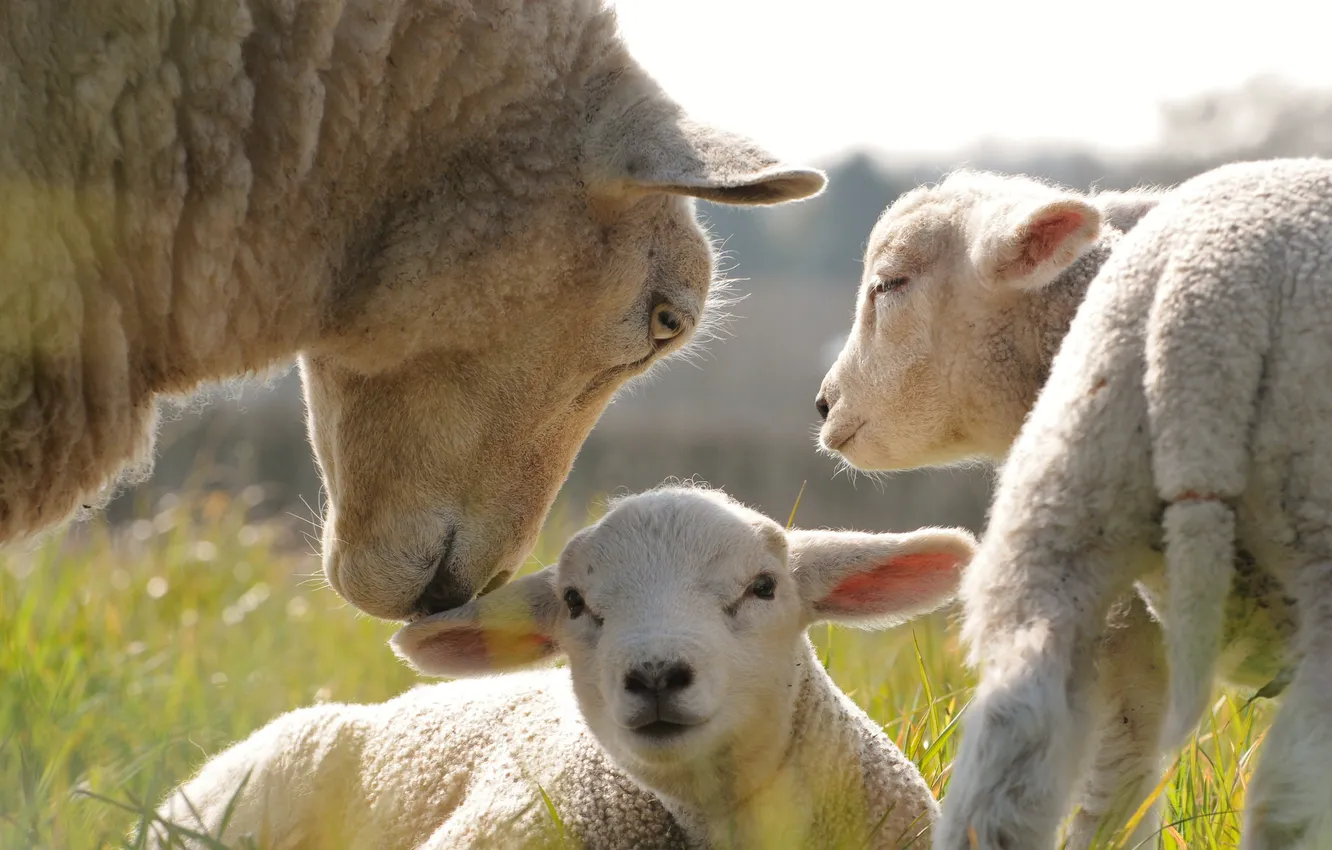 Photo wallpaper grass, sheep, cubs, sheep