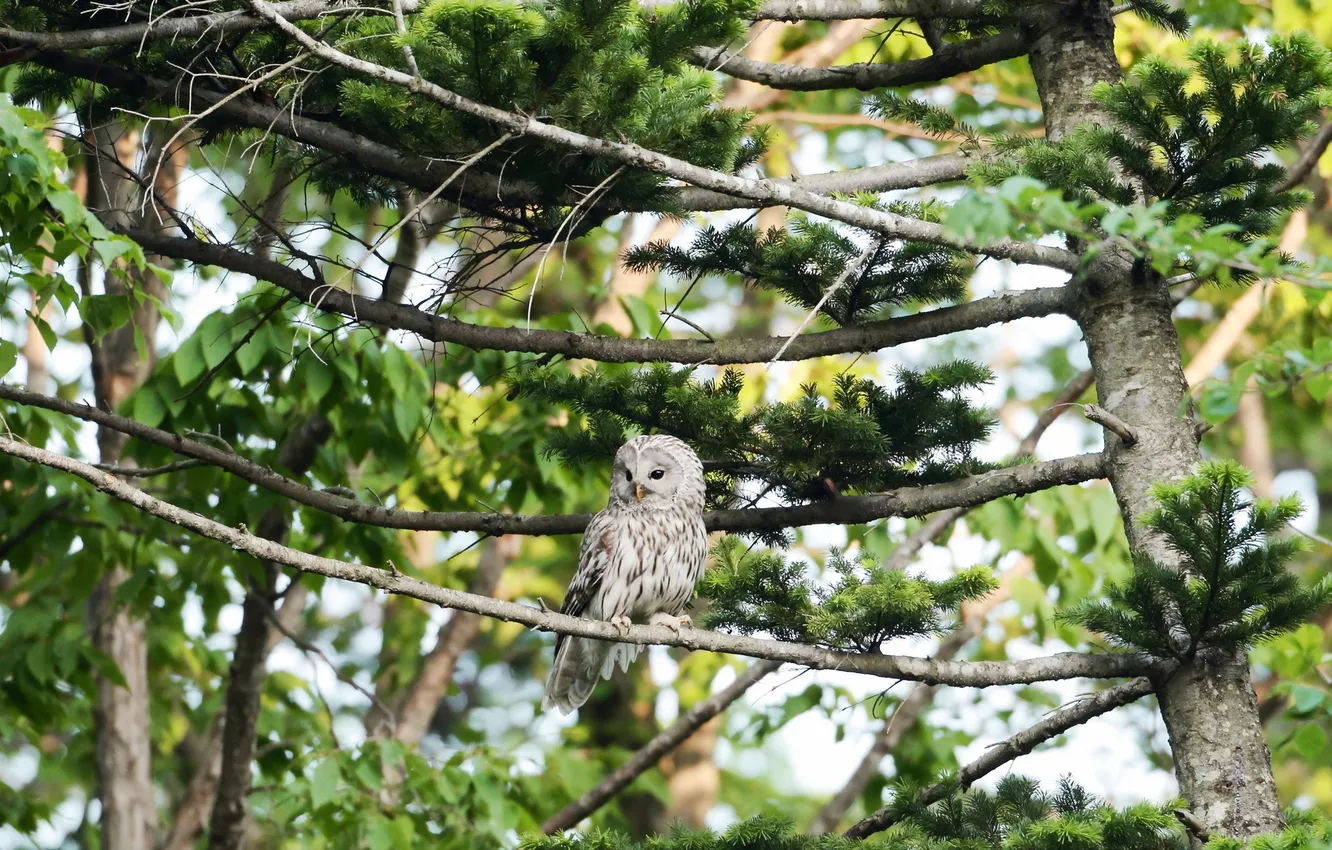 Photo wallpaper nature, owl, bird