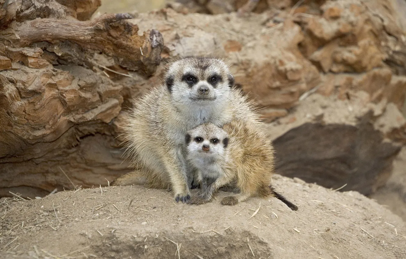 Photo wallpaper animal, meerkats, family, rodent