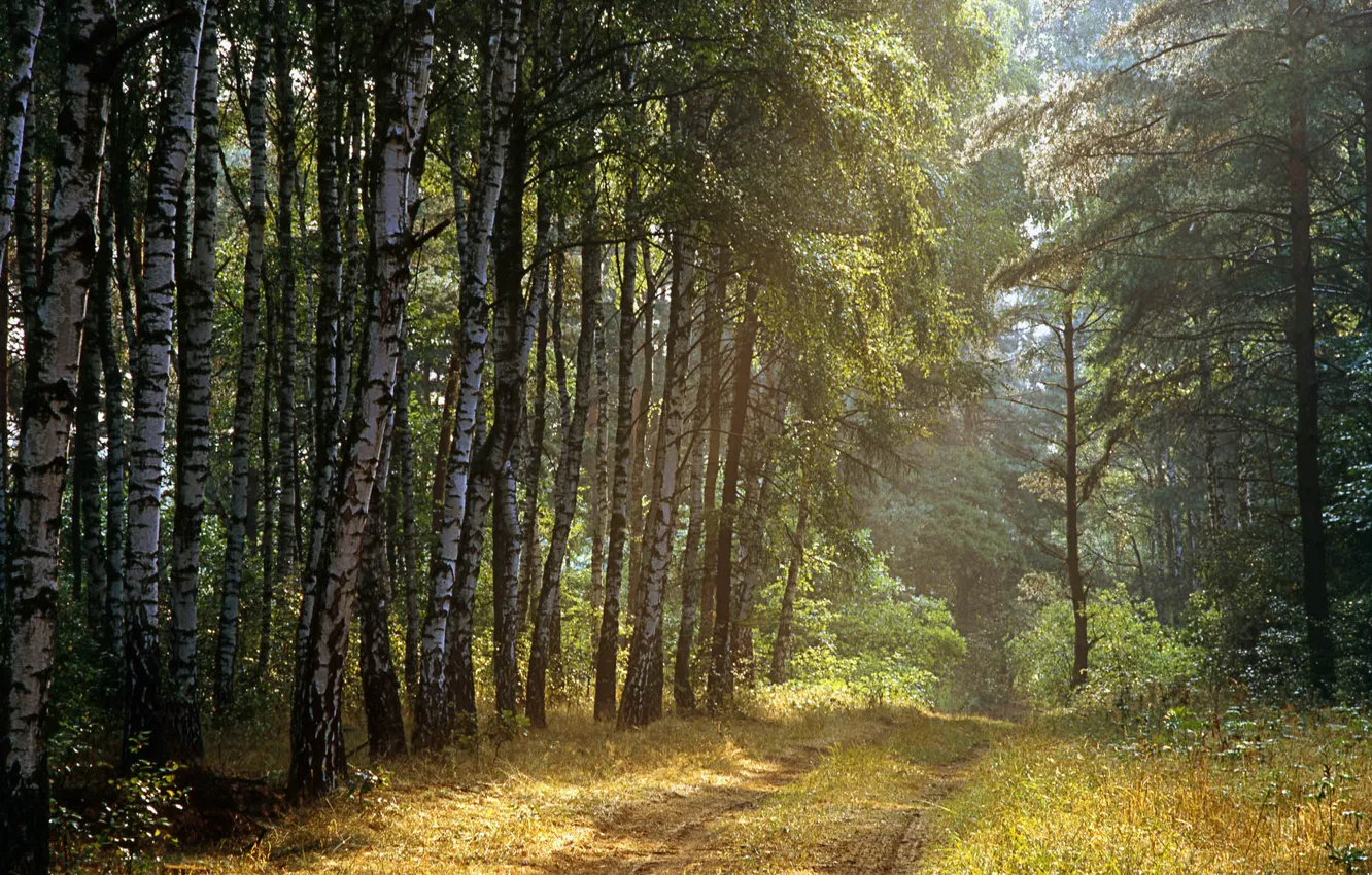 Photo wallpaper Road, Trees, Forest, Rays, Birch
