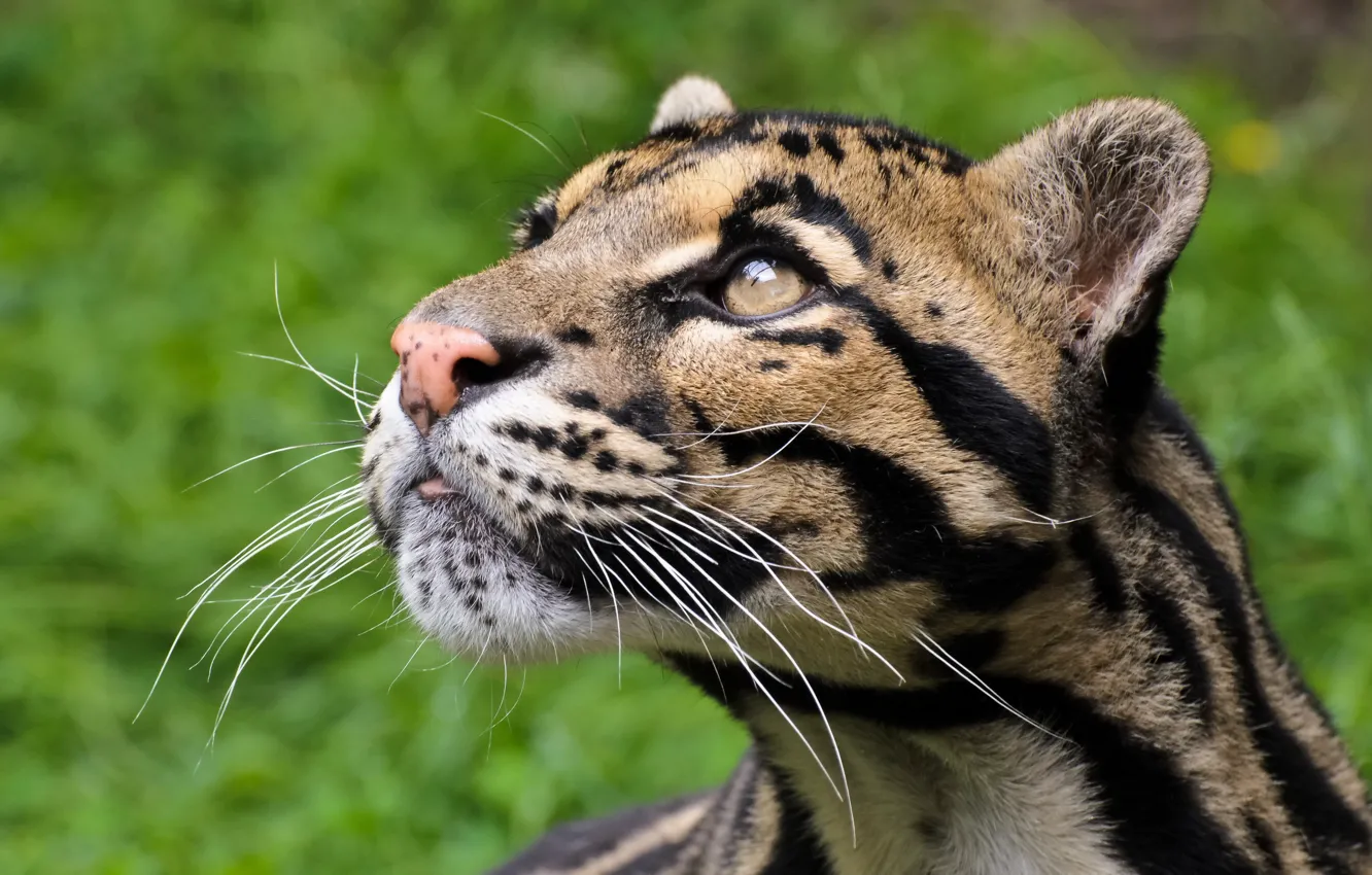 Photo wallpaper cat, look, face, predator, clouded leopard