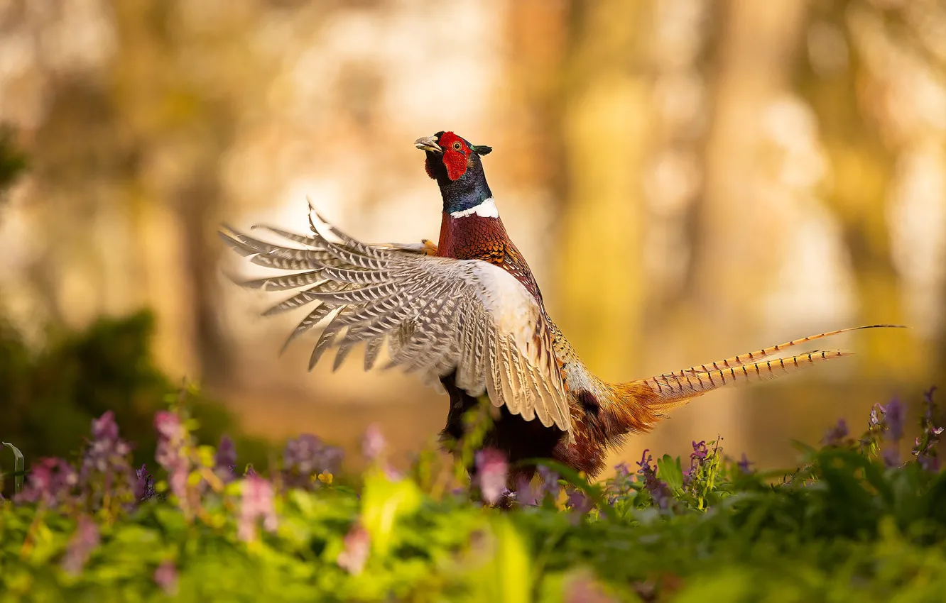 Photo wallpaper nature, pose, bird, wings, pheasant