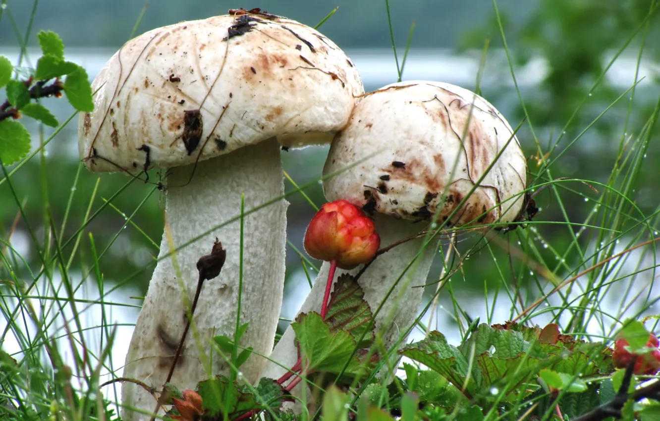 Photo wallpaper drops, mushrooms, dampness
