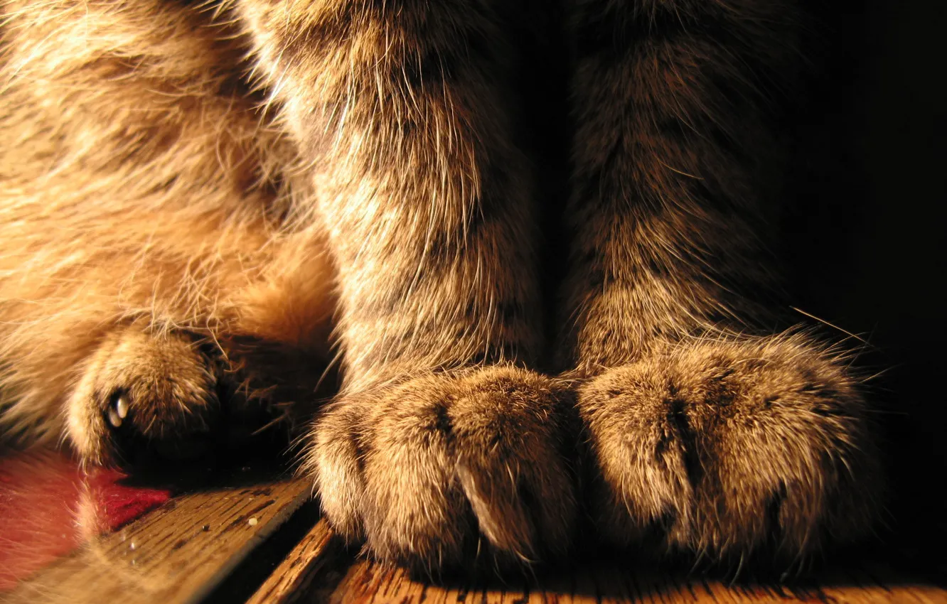 Photo wallpaper cat, paws, sitting