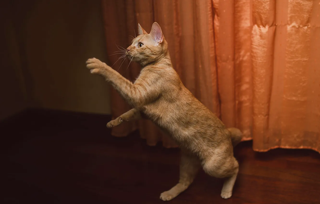 Photo wallpaper cat, look, the dark background, room, paws, red, floor, is