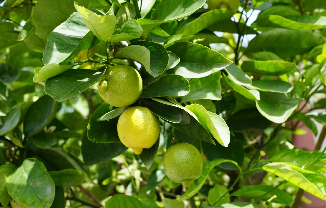 Photo wallpaper trees, branches, nature, harvest, lemon