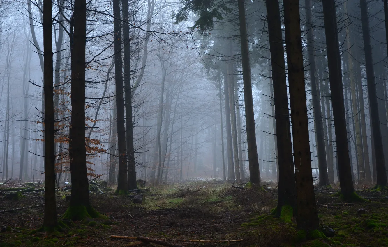 Photo wallpaper forest, trees, nature, fog, Germany, Germany, Rhineland-Palatinate, Ralf Gotthardt