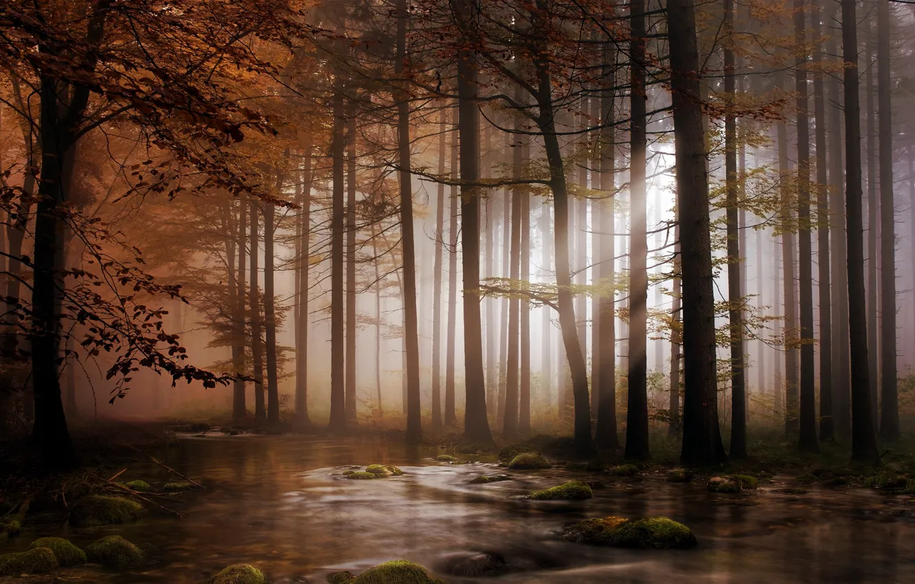 Photo wallpaper forest, light, trees, river, stones, moss, crown