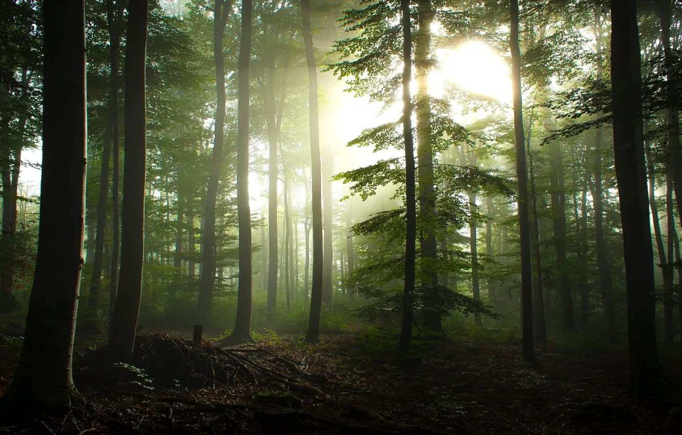 Photo wallpaper forest, summer, the sun, rays, light, trees, branches, fog