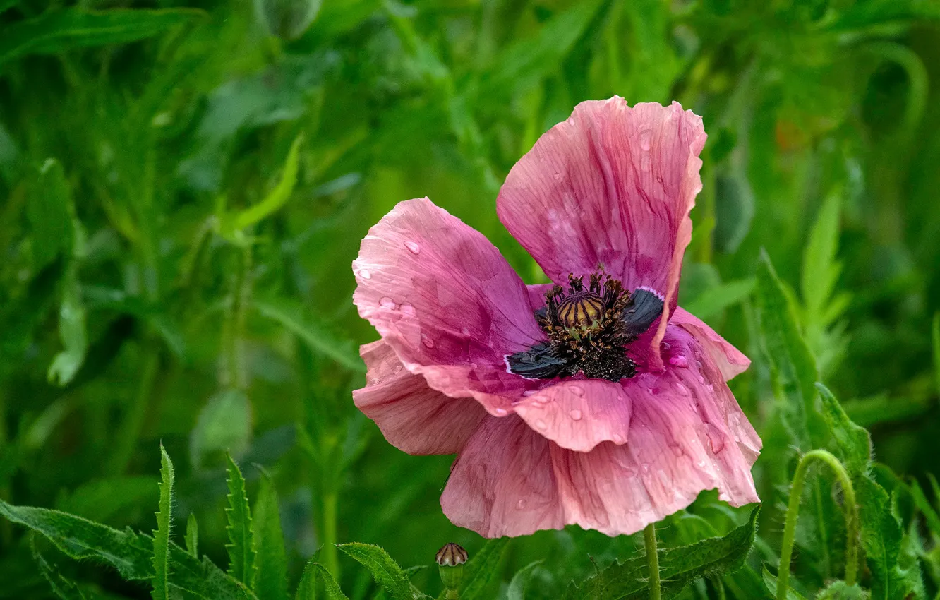 Photo wallpaper greens, grass, drops, macro, flowers, Mac, Maki, green background