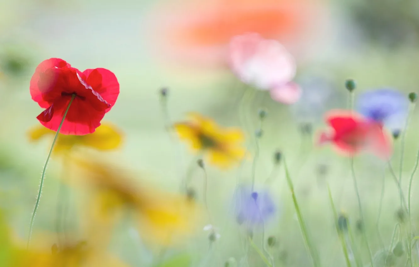 Photo wallpaper flowers, background, glade, Maki, blur, colorful, bokeh