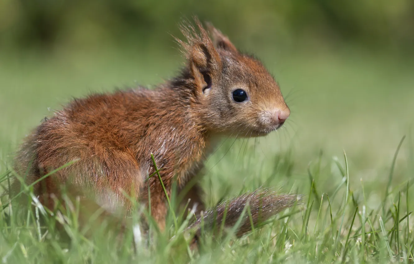 Photo wallpaper grass, close-up, nature, pose, protein, rodent, squirrel