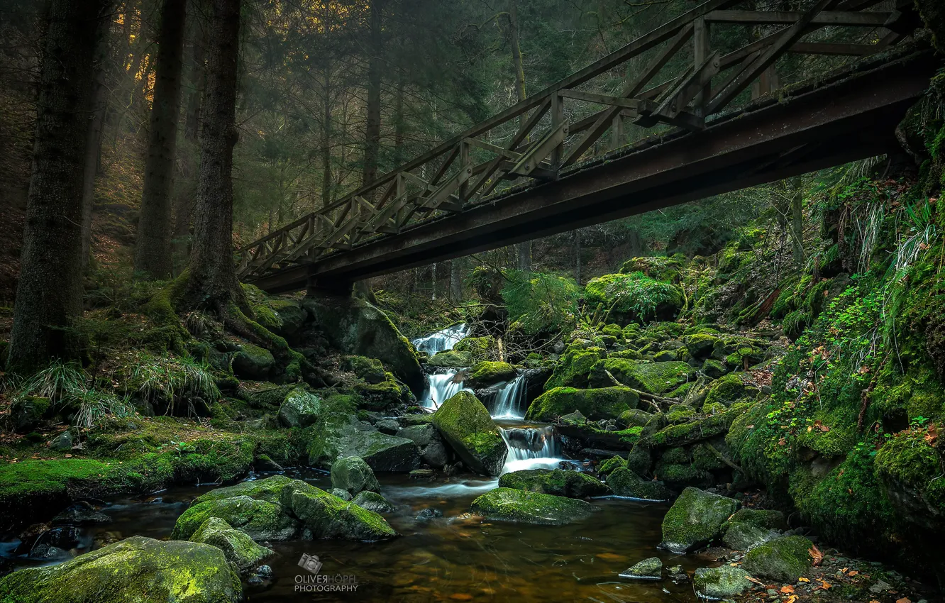Photo wallpaper greens, forest, trees, bridge, stream, stones, moss, Germany