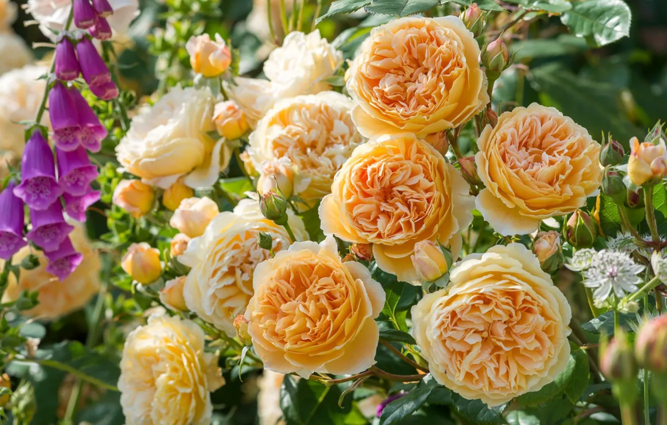 Photo wallpaper yellow, roses, digitalis, digitalis