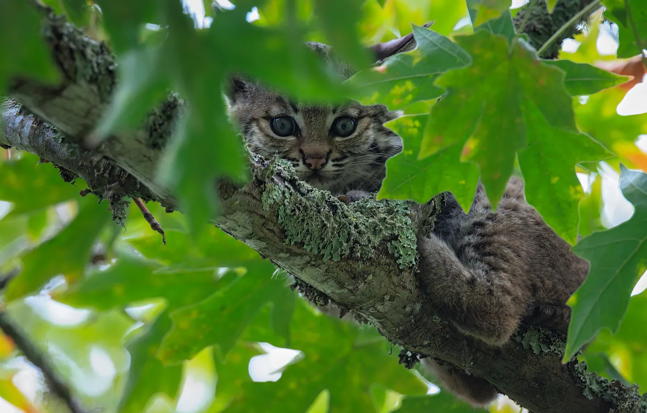 Photo wallpaper leaves, lynx, a small lynx