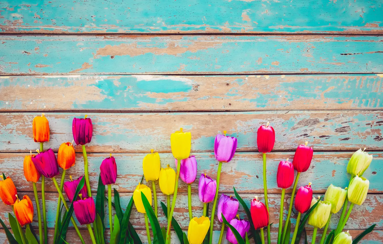 Photo wallpaper flowers, Board, colorful, tulips, wood, flowers, tulips, grunge