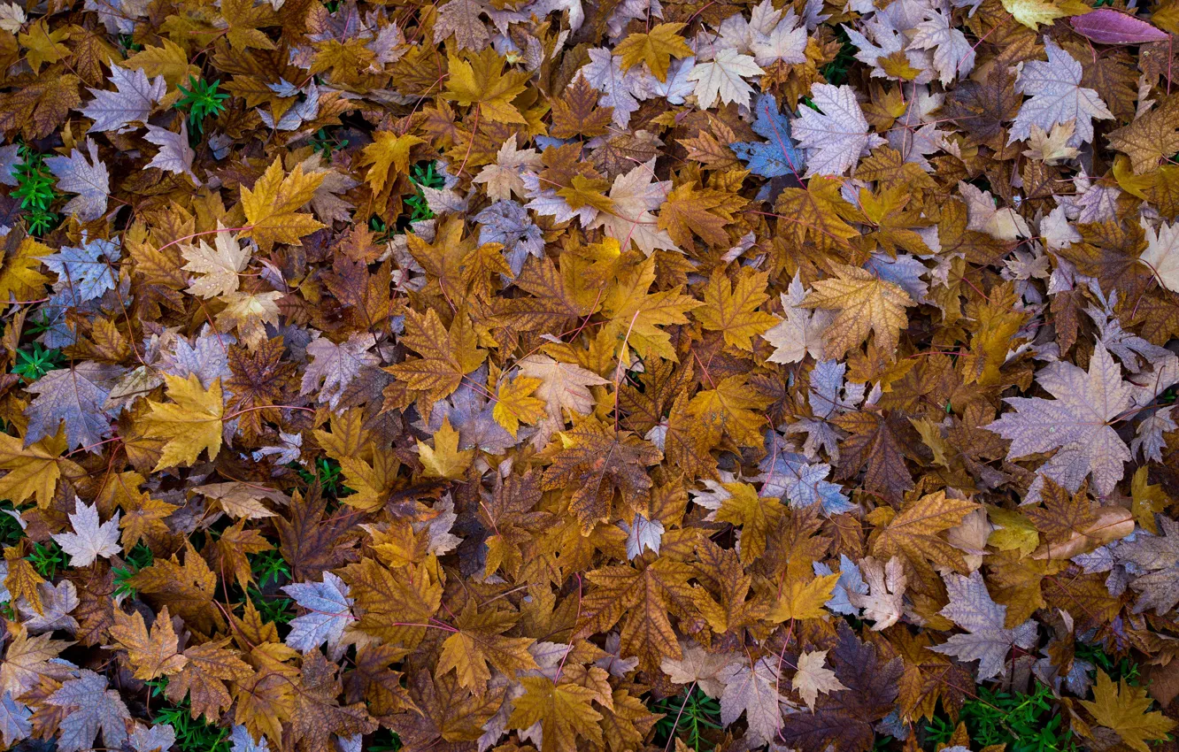 Photo wallpaper leaves, autumn leaves, Autumnal Leaves