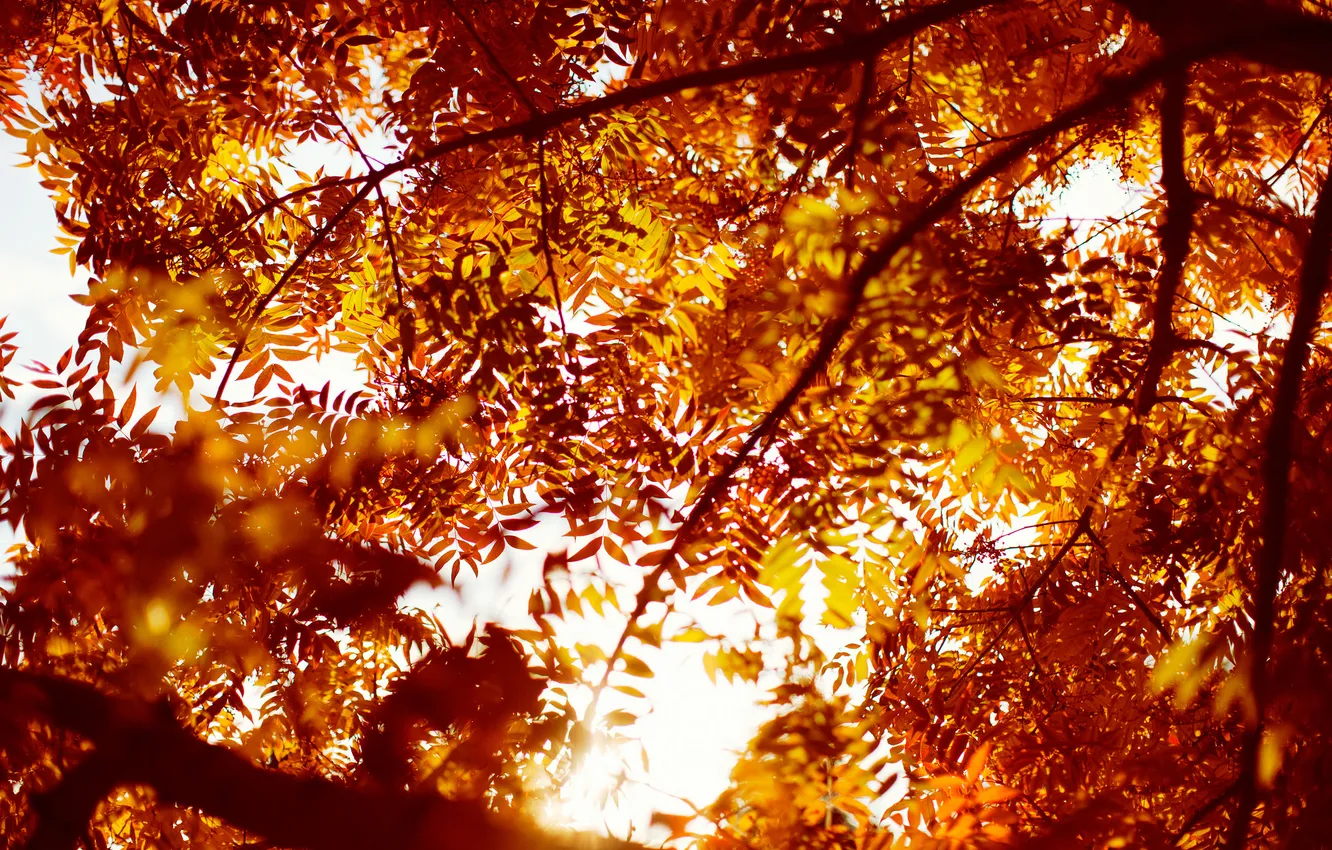 Photo wallpaper autumn, leaves, trees, orange