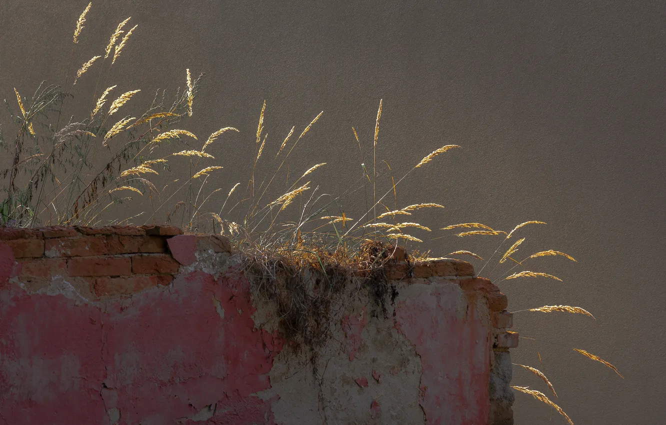 Photo wallpaper grass, background, wall