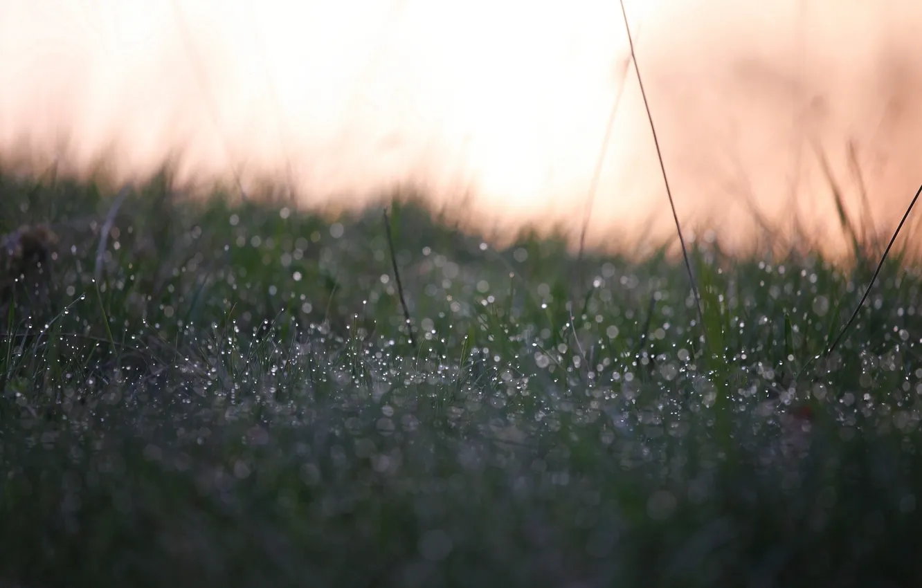 Photo wallpaper grass, color, drops, Rosa, glare, background, Wallpaper, morning