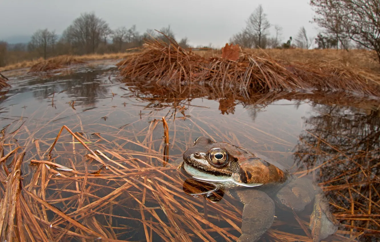 Photo wallpaper nature, pond, toad