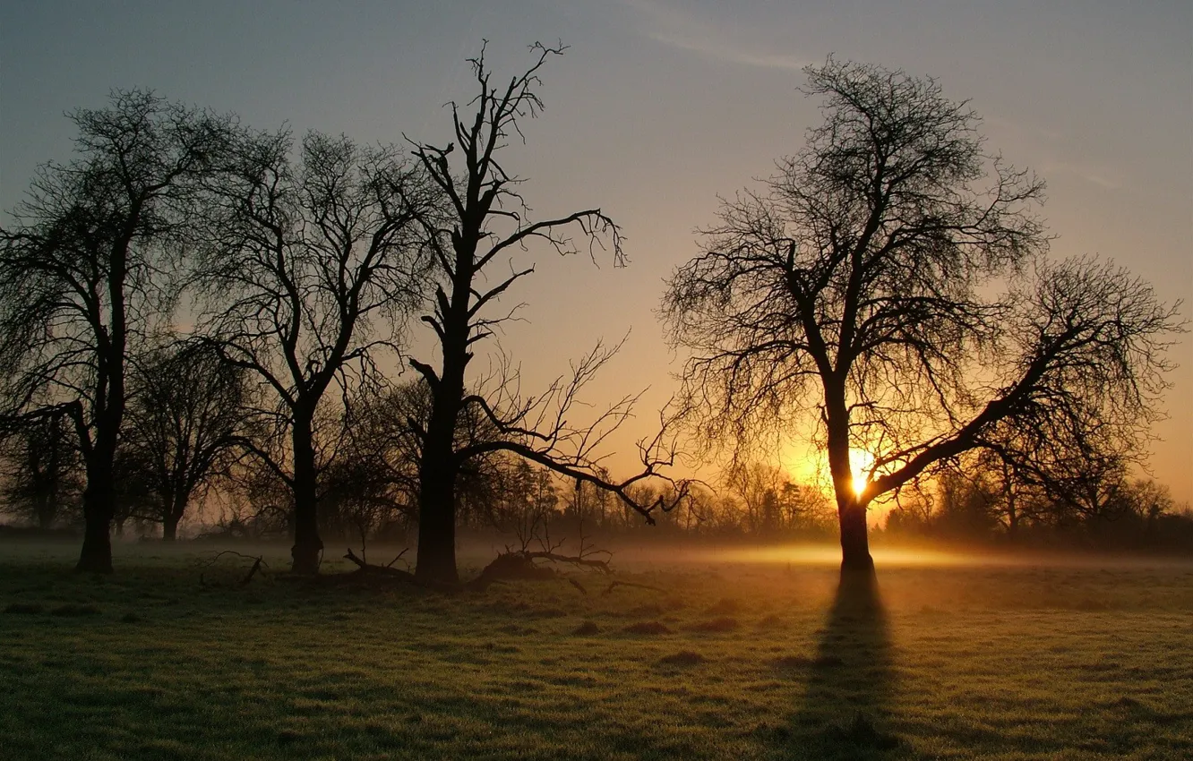Photo wallpaper fog, tree, morning