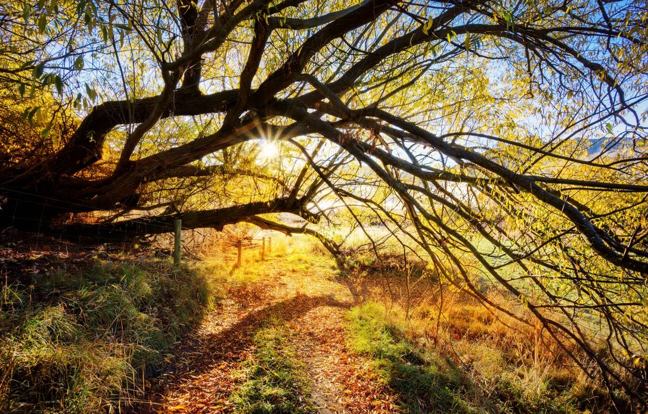 Photo wallpaper road, the sun, rays, tree, branch