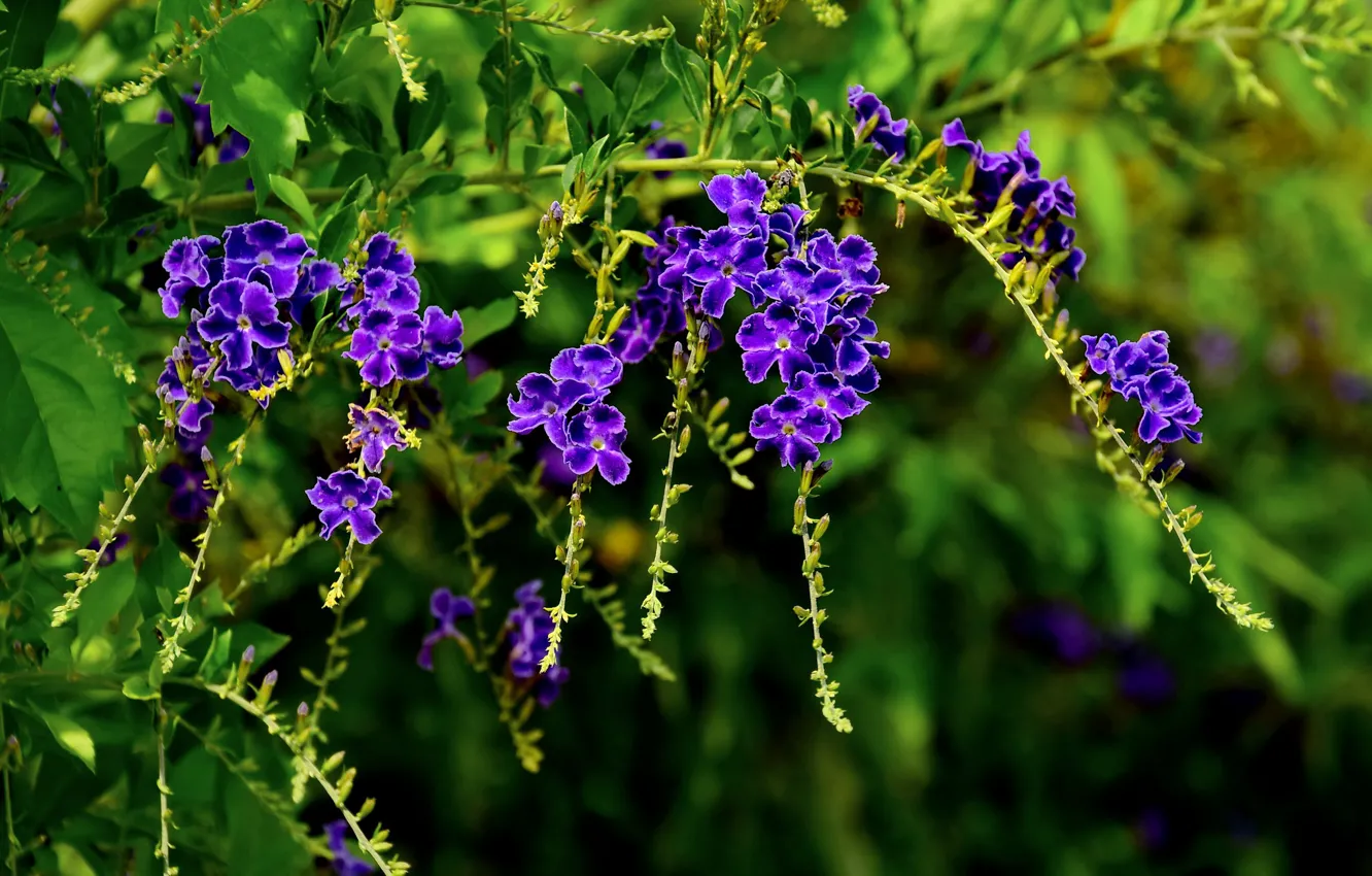 Photo wallpaper purple, exotic, Duranta