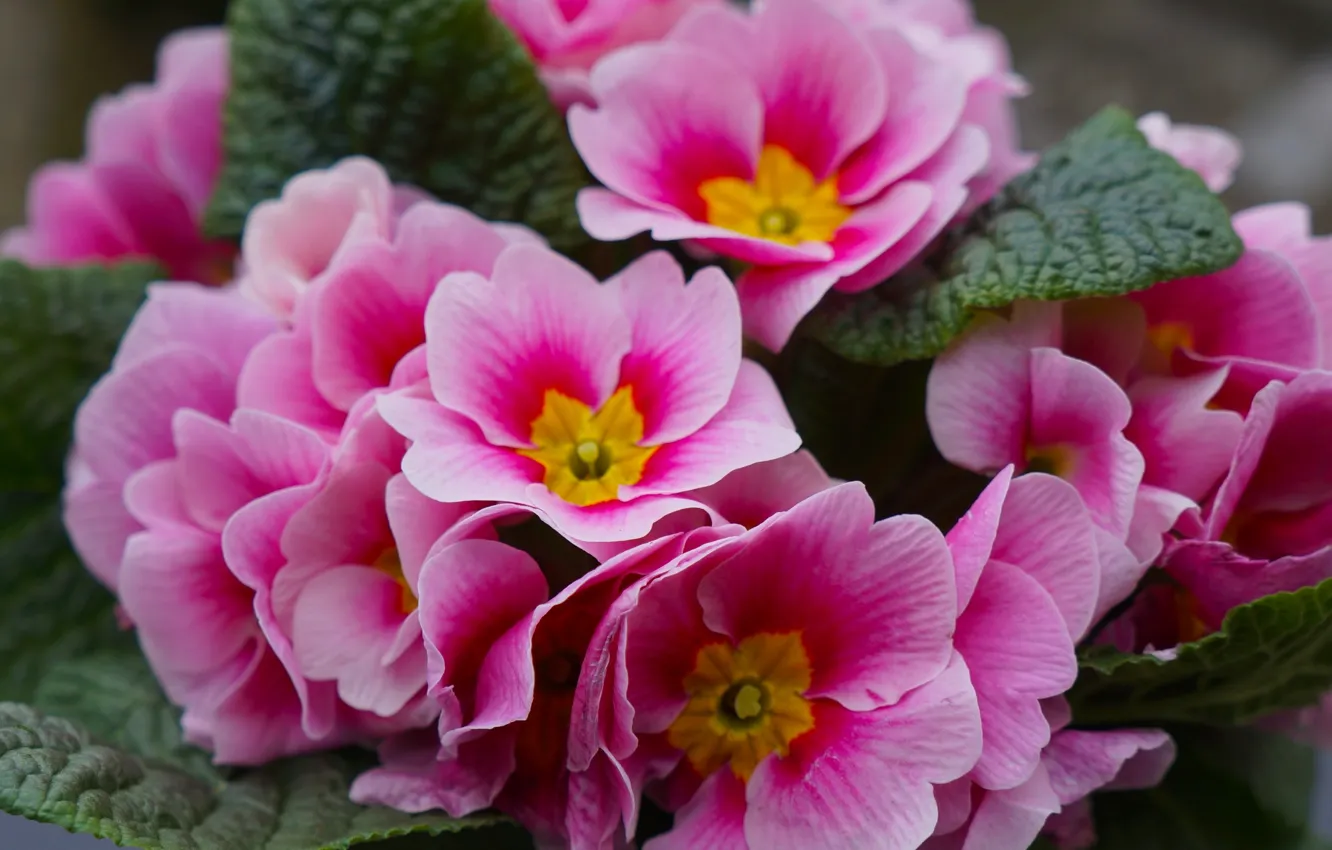 Photo wallpaper red, flower, blooming