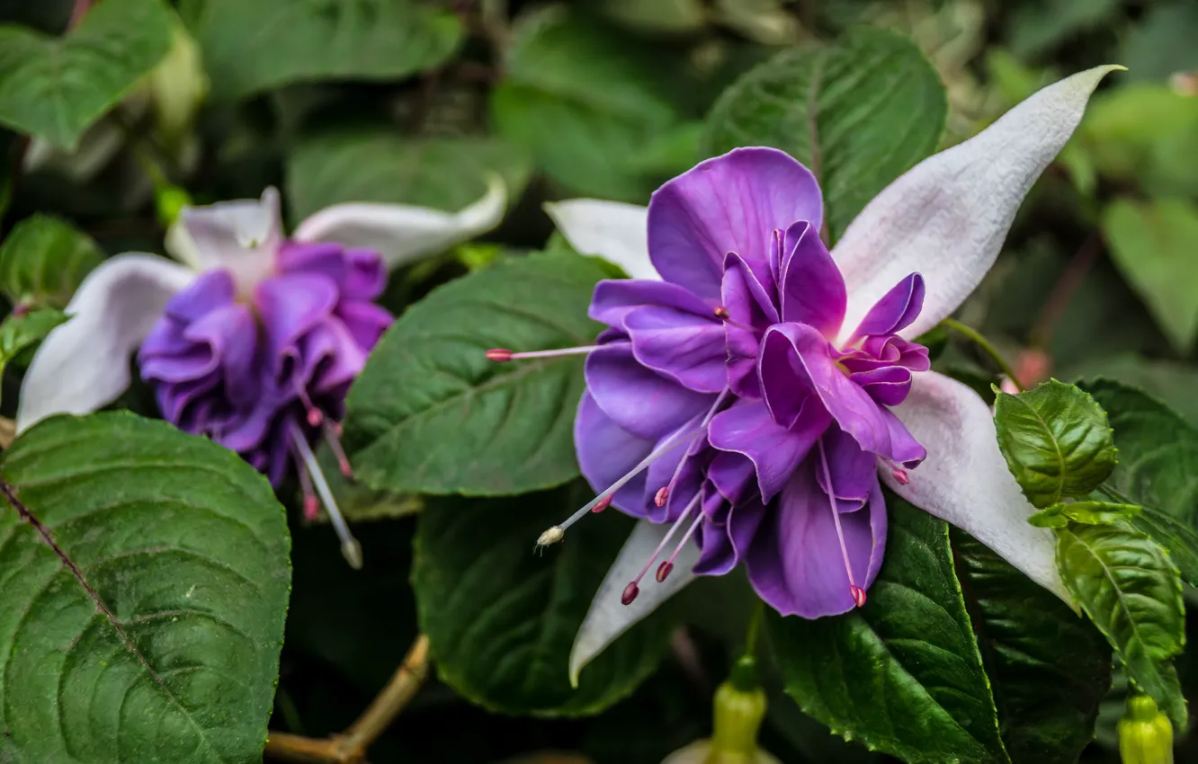 Photo wallpaper flowers, Botanical garden, Gardens By the Bay, Singapore