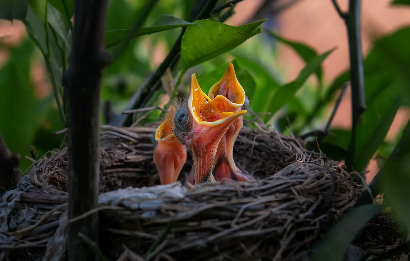 Photo wallpaper nature, bird, socket, Chicks