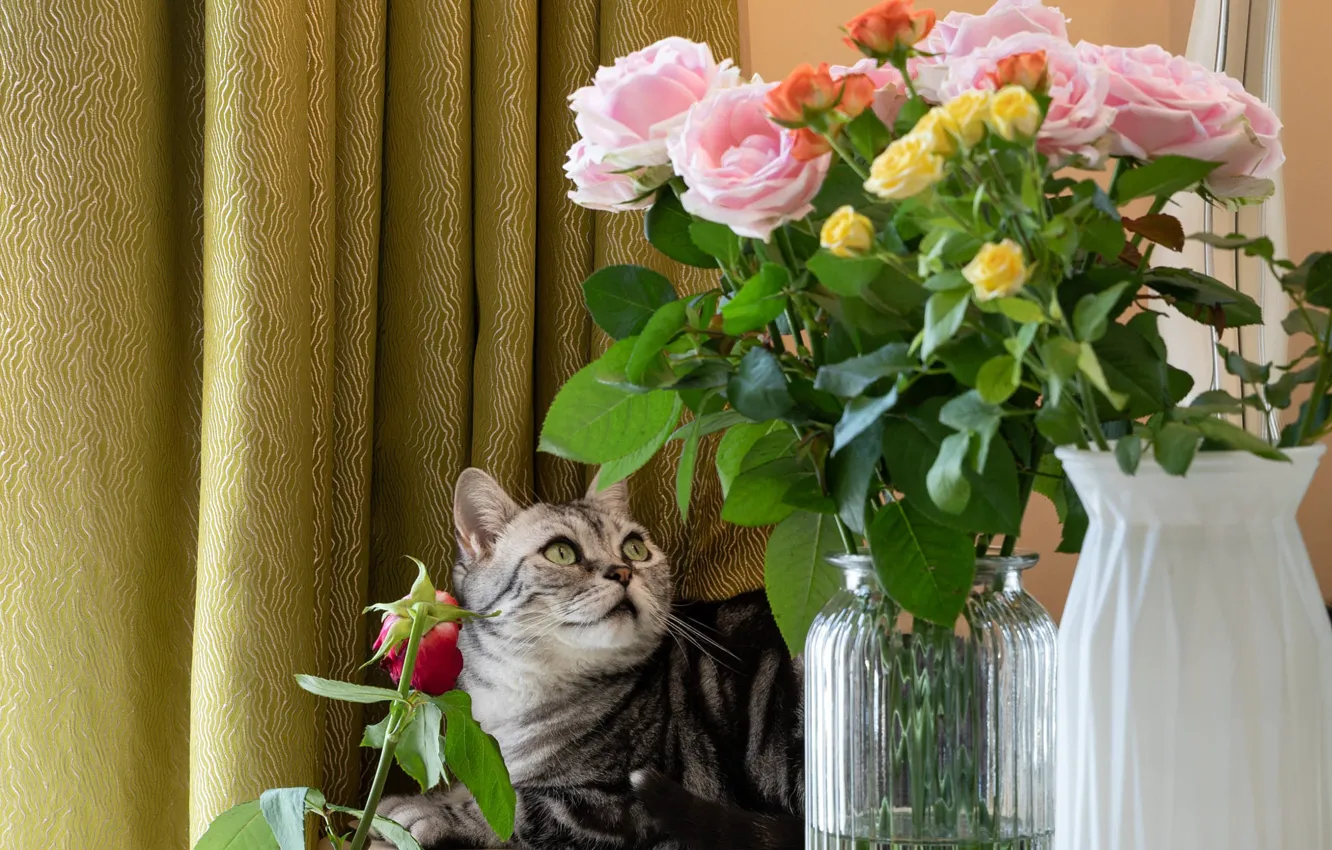 Photo wallpaper cat, cat, look, flowers, yellow, grey, roses, bouquet