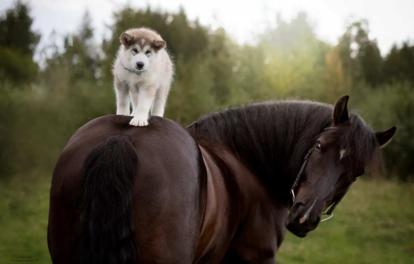 Photo wallpaper horse, horse, dog, puppy, rider, Siberian Husky
