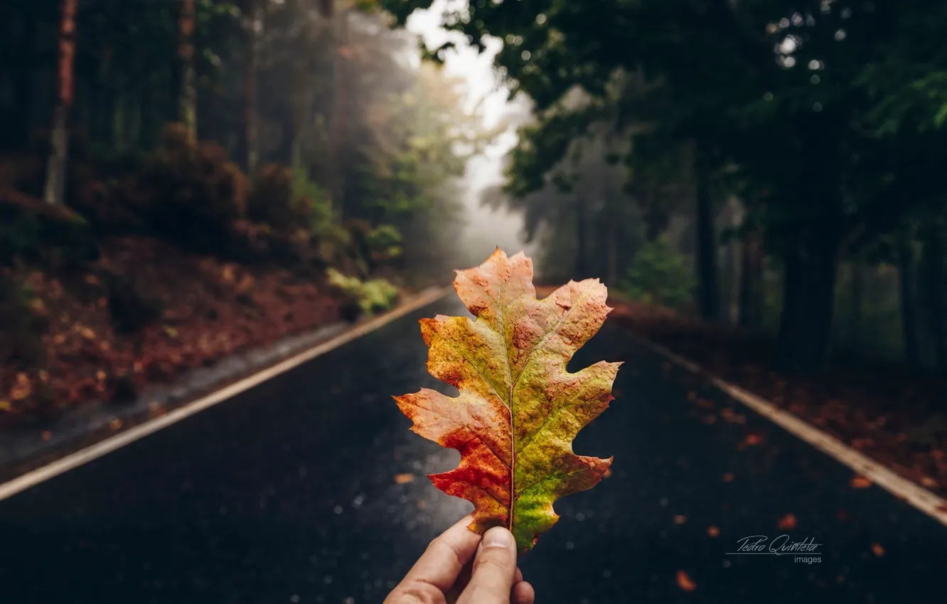 Photo wallpaper road, autumn, forest, macro, sheet, hand
