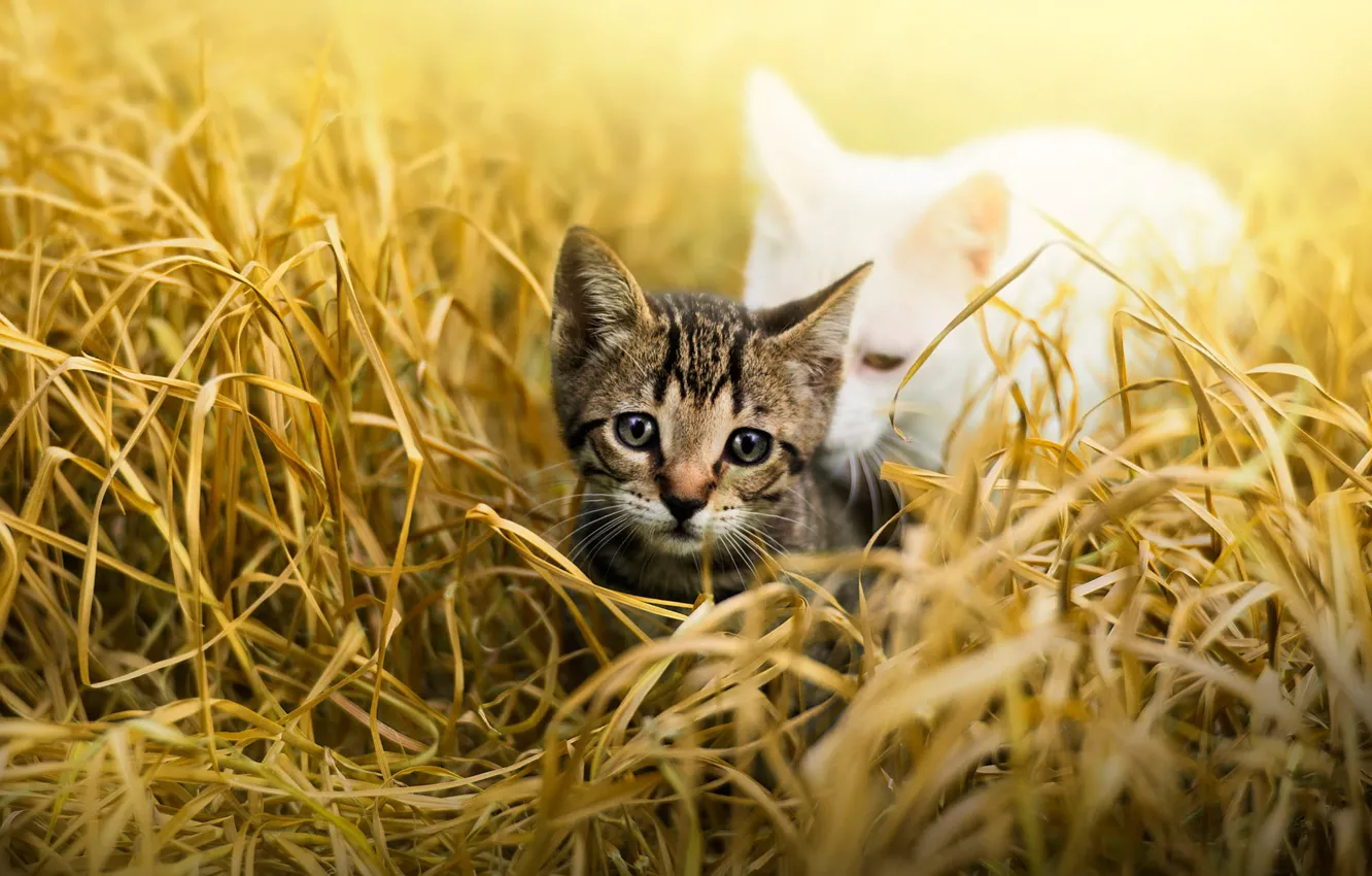 Photo wallpaper cat, white, grass, look, leaves, light, nature, children
