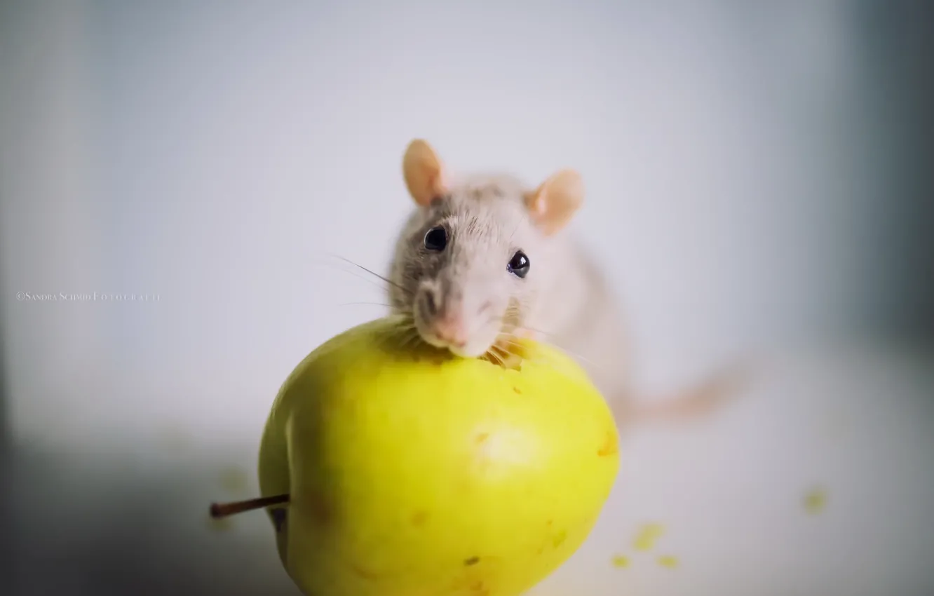 Photo wallpaper background, apples, mouse