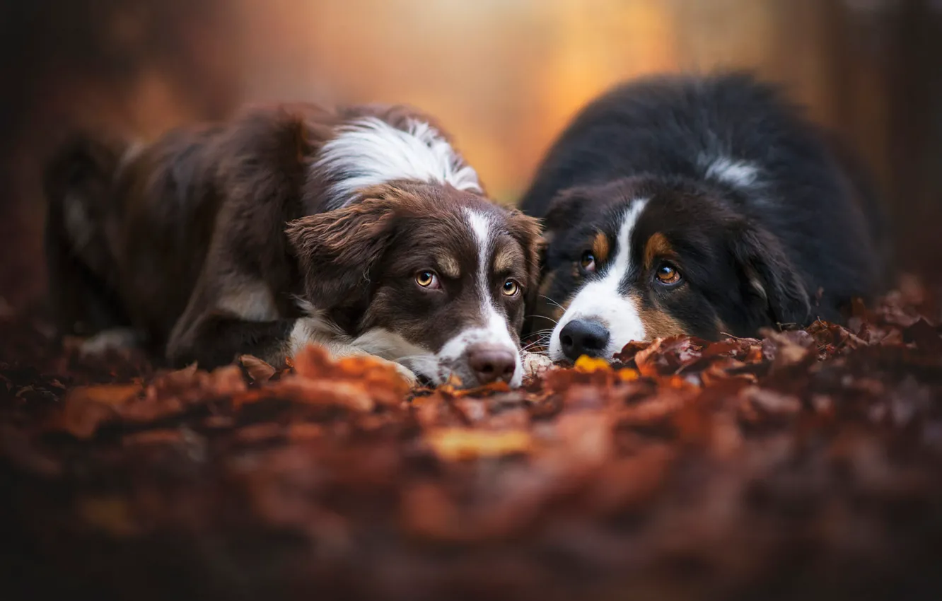 Photo wallpaper autumn, forest, dogs, look, leaves, Park, background, mood