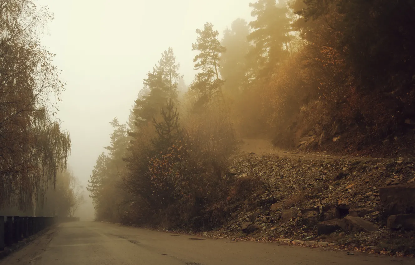 Photo wallpaper road, autumn, trees, fog, road, trees, autumn, fog