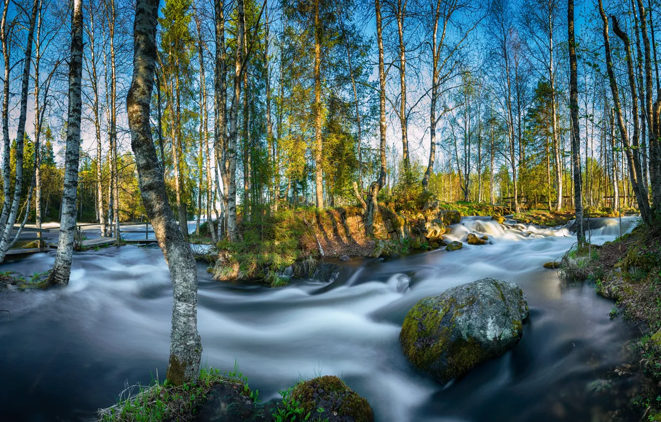 Photo wallpaper forest, trees, river, stone, spring, the bridge, birch, Finland