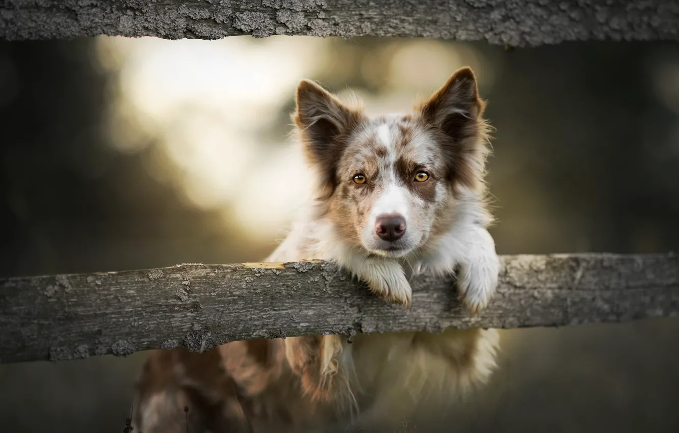 Photo wallpaper each, the fence, dog