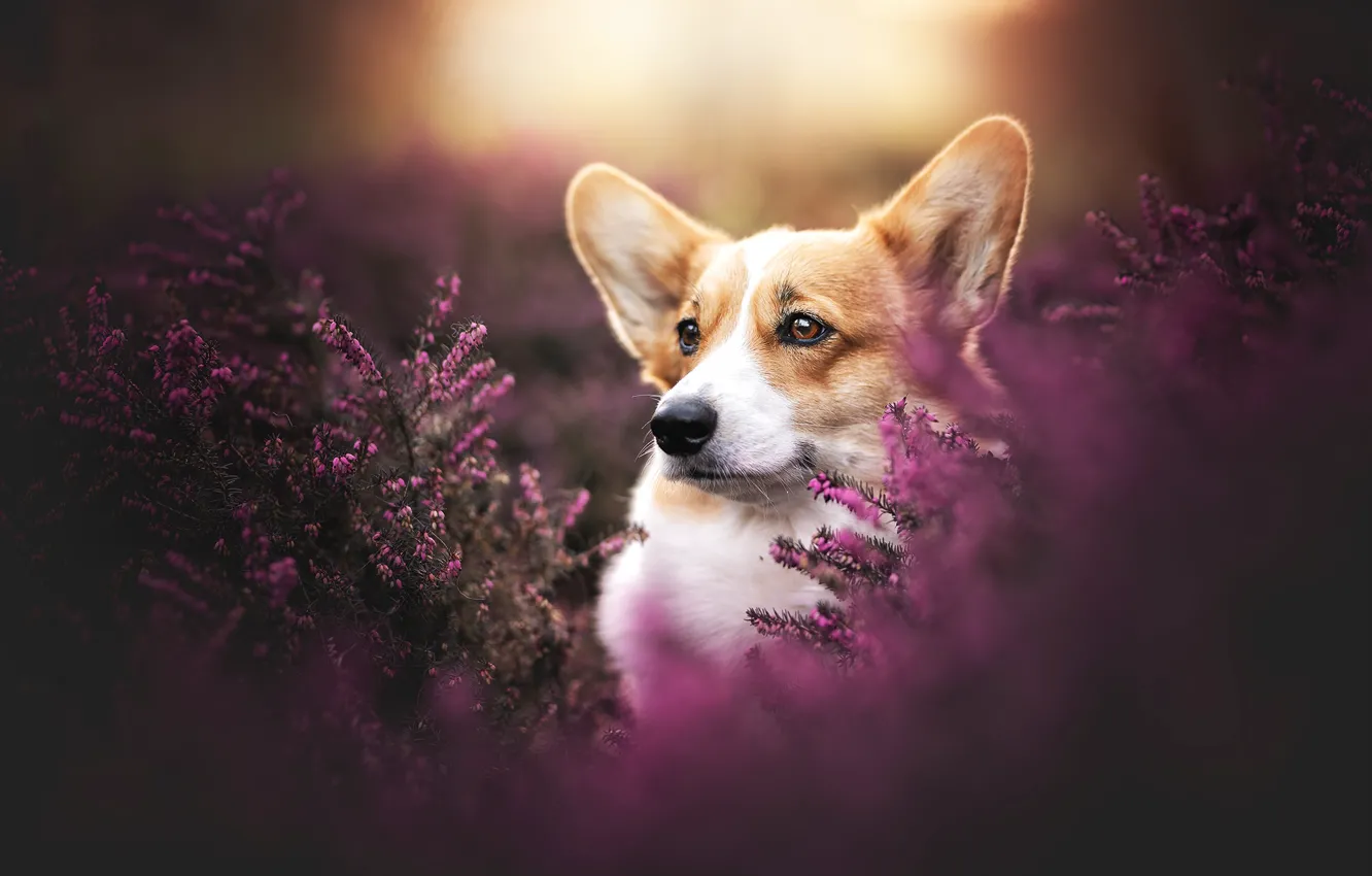 Photo wallpaper dog, Corgi, Heather