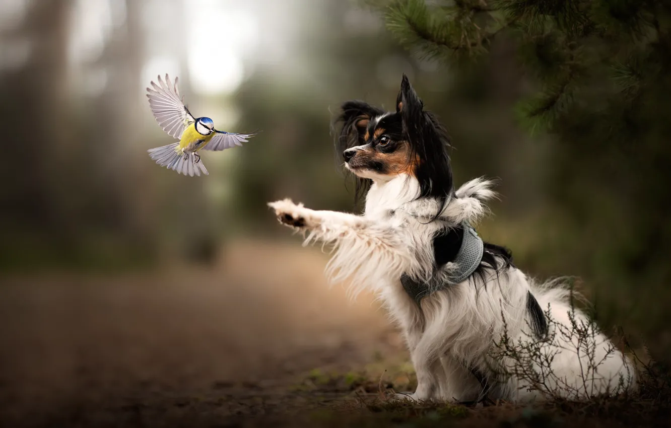 Photo wallpaper forest, look, flight, branches, nature, pose, Park, each