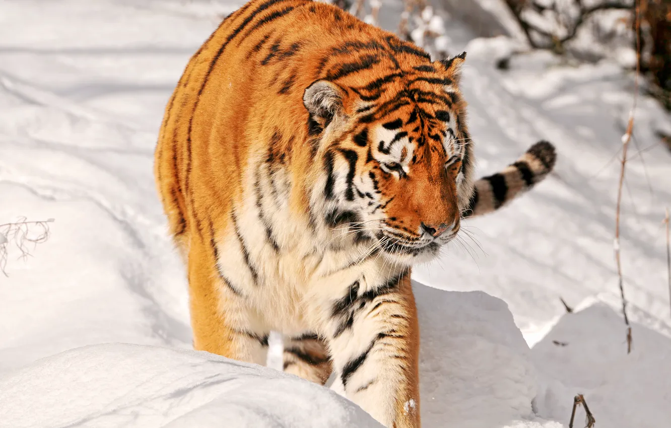 Photo wallpaper snow, tiger, predator, hunting, big cat, Amur