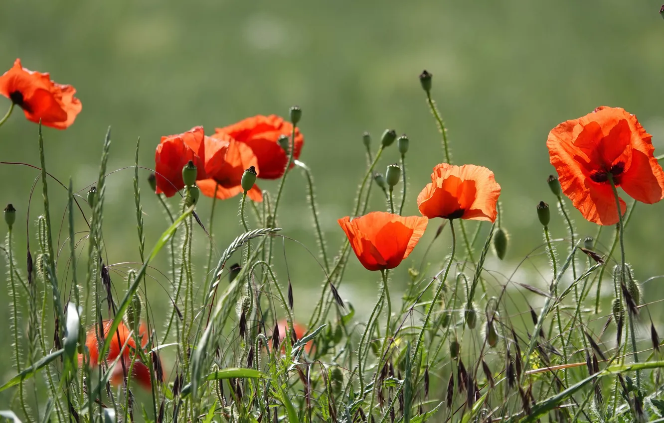 Photo wallpaper summer, flowers, red, Maki, spikelets, bokeh