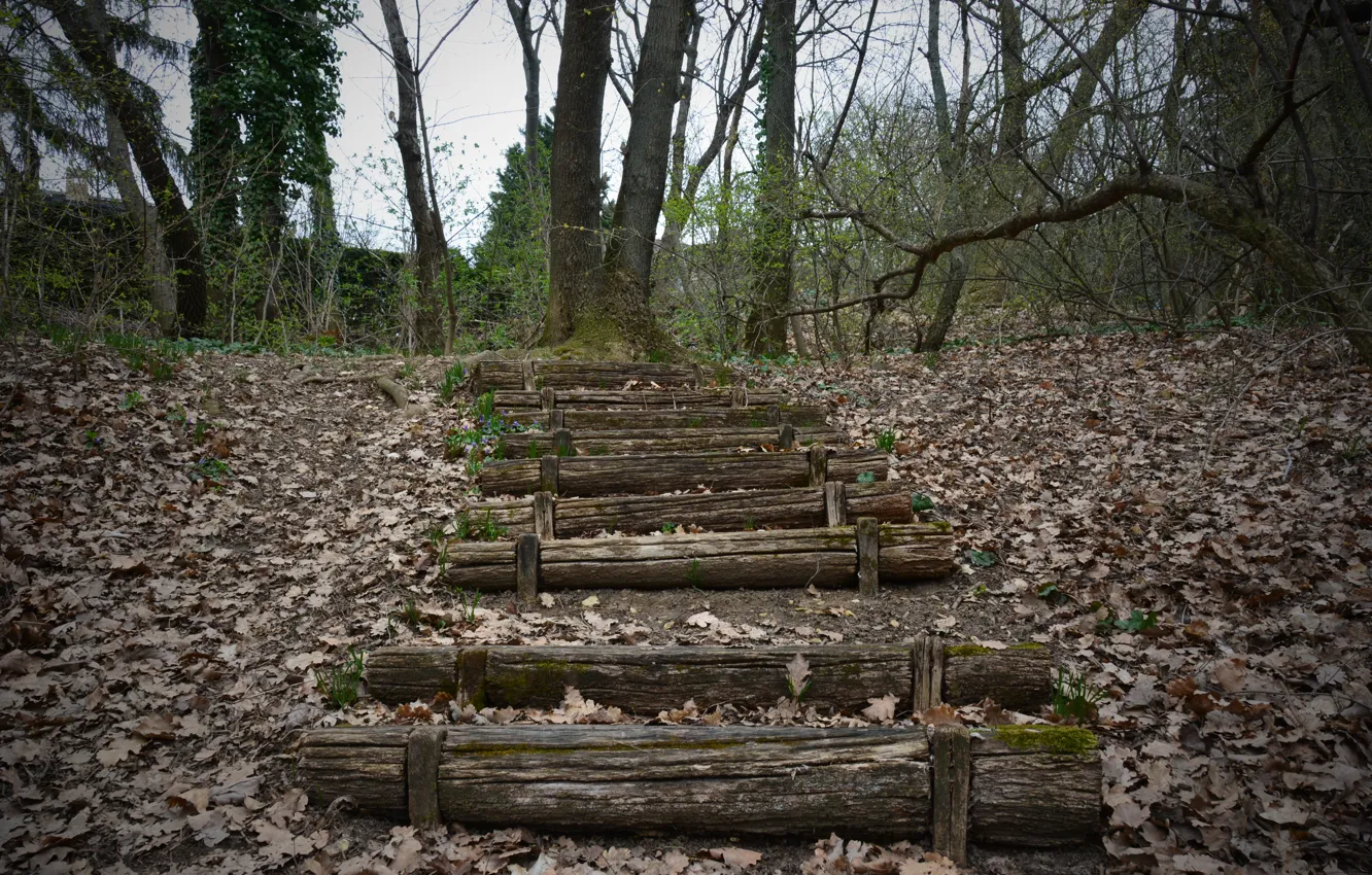 Photo wallpaper autumn, forest, foliage, forest, leaves, fall, аutumn