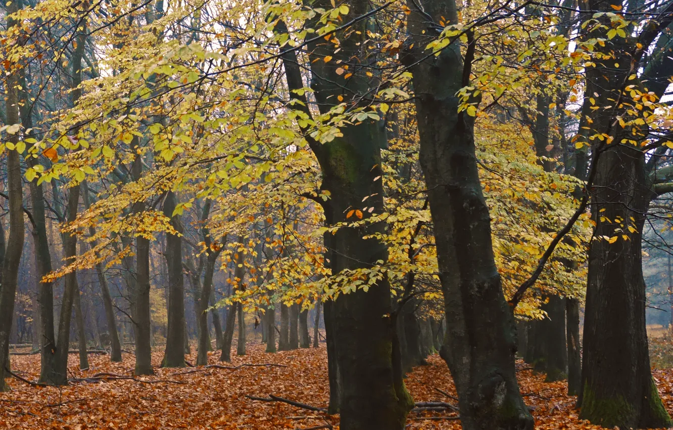 Photo wallpaper autumn, forest, leaves, trees, forest, trees, autumn, leaves