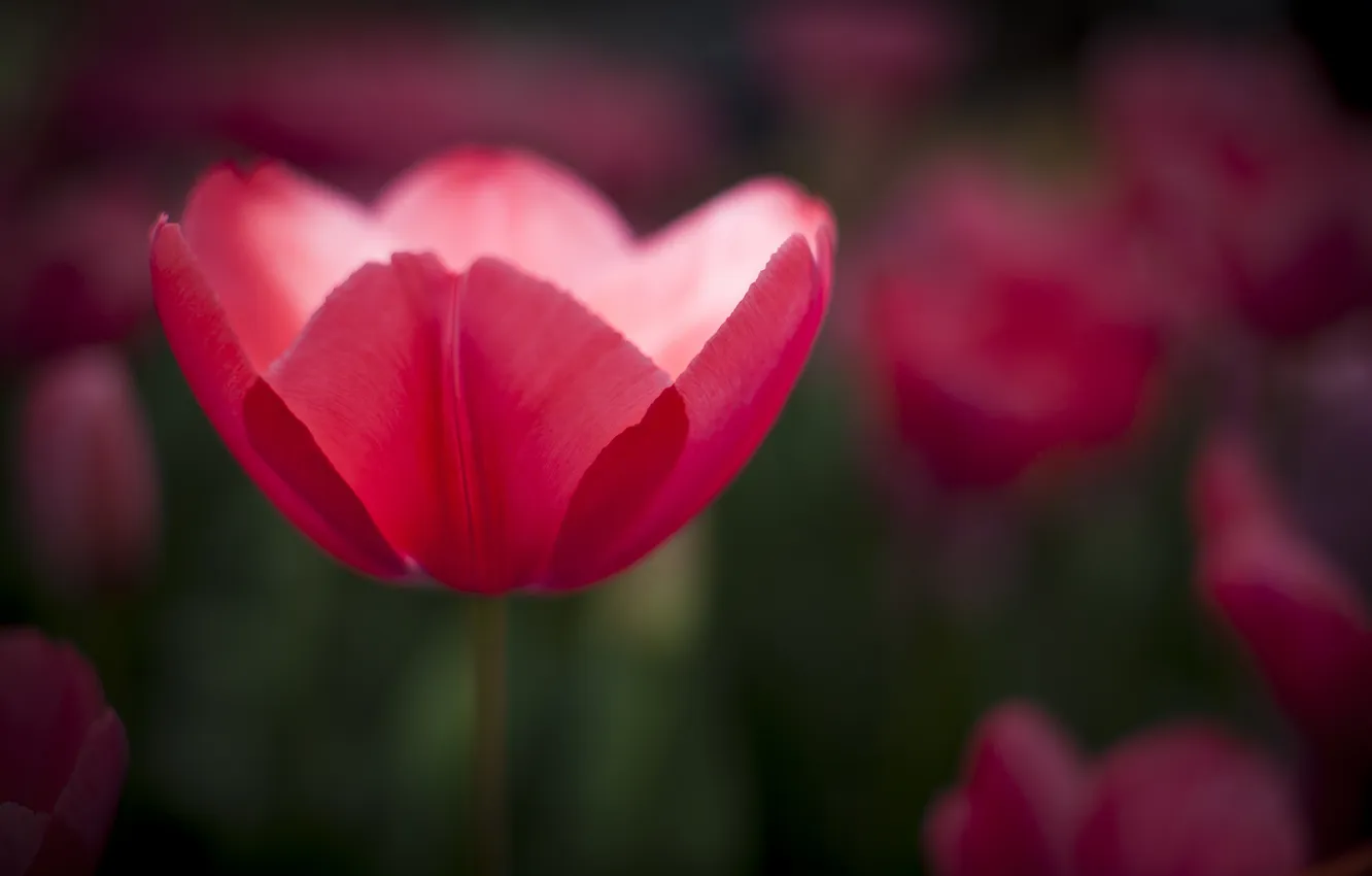Photo wallpaper flowers, focus, tulips, pink
