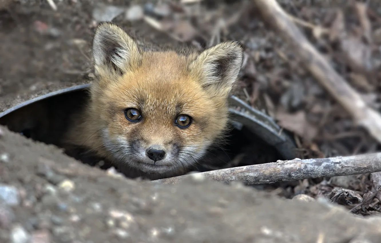 Photo wallpaper forest, nature, Fox