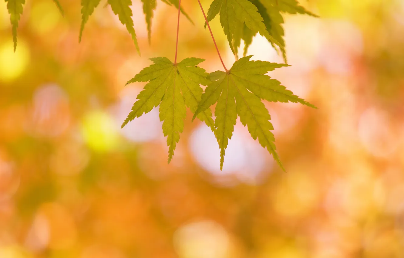 Photo wallpaper autumn, leaves, nature, maple